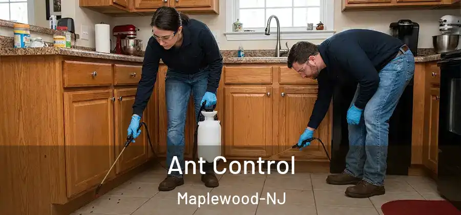 Ant Control Maplewood-NJ