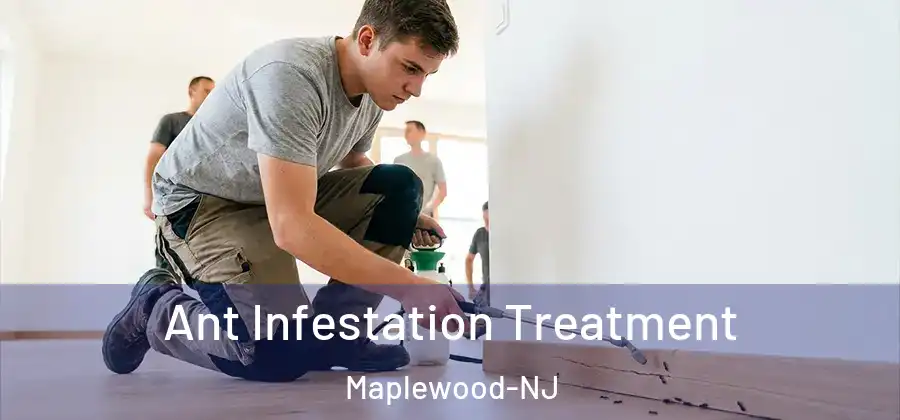 Ant Infestation Treatment Maplewood-NJ