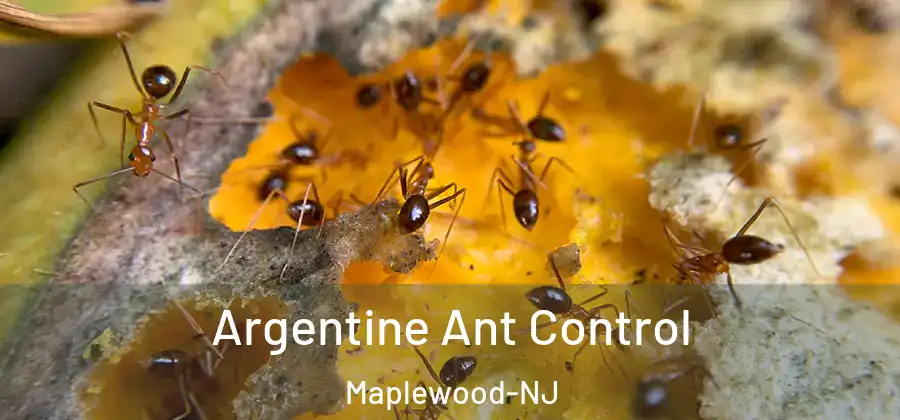 Argentine Ant Control Maplewood-NJ