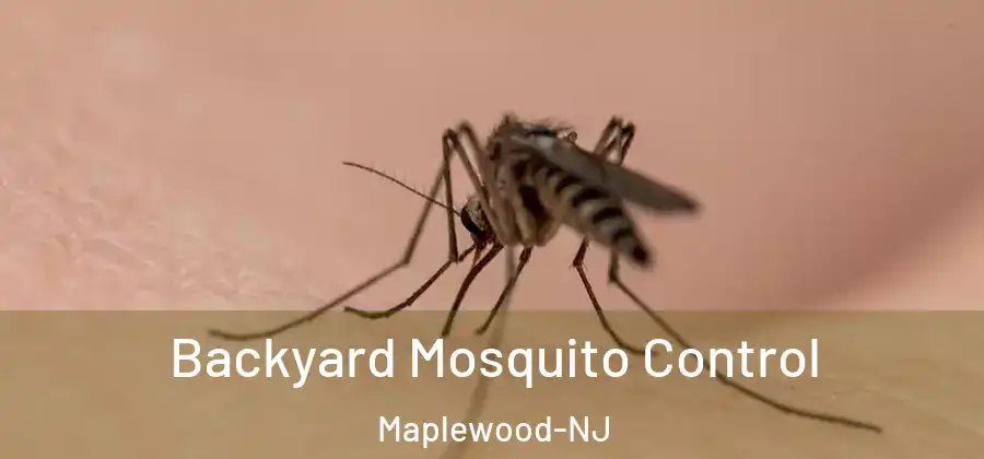 Backyard Mosquito Control Maplewood-NJ