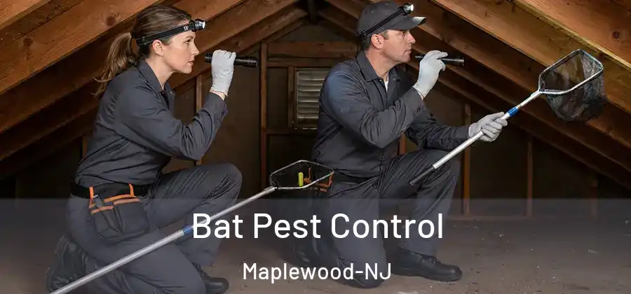 Bat Pest Control Maplewood-NJ