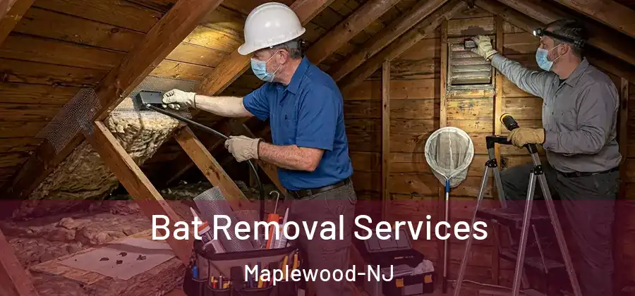 Bat Removal Services Maplewood-NJ