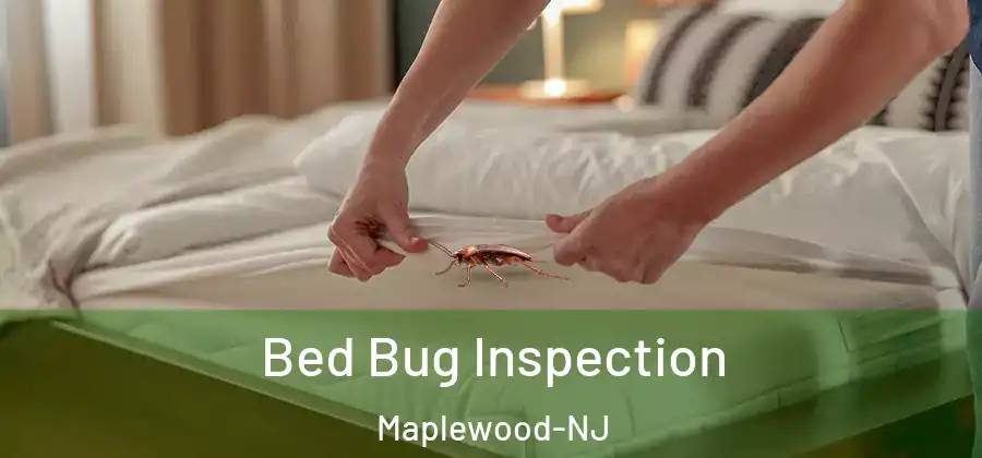  Bed Bug Inspection Maplewood-NJ