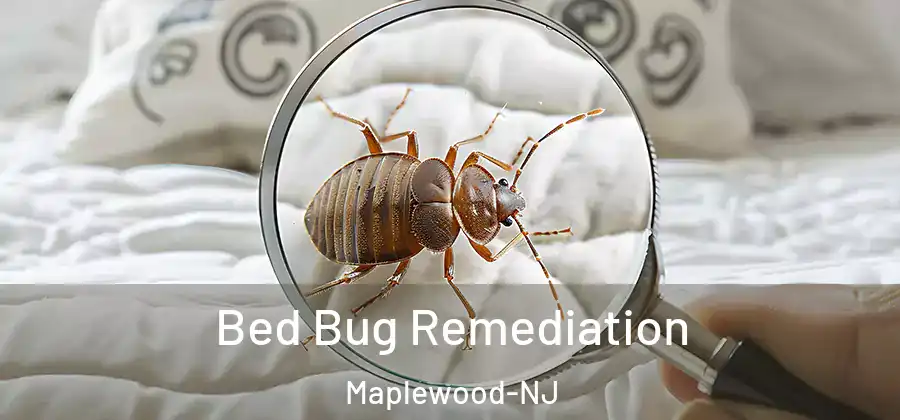 Bed Bug Remediation Maplewood-NJ