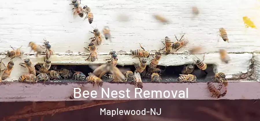 Bee Nest Removal Maplewood-NJ