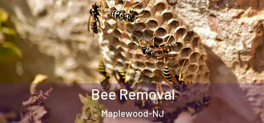 Bee Removal Maplewood-NJ