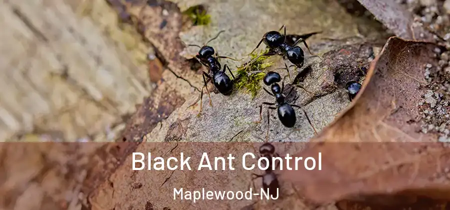 Black Ant Control Maplewood-NJ