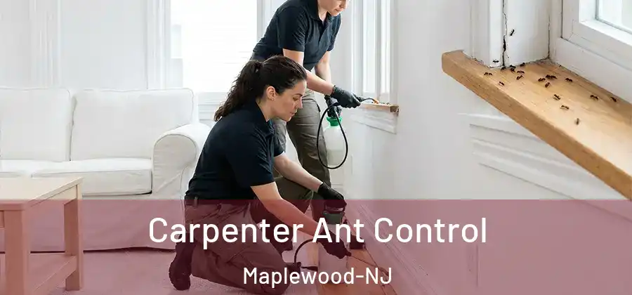 Carpenter Ant Control Maplewood-NJ