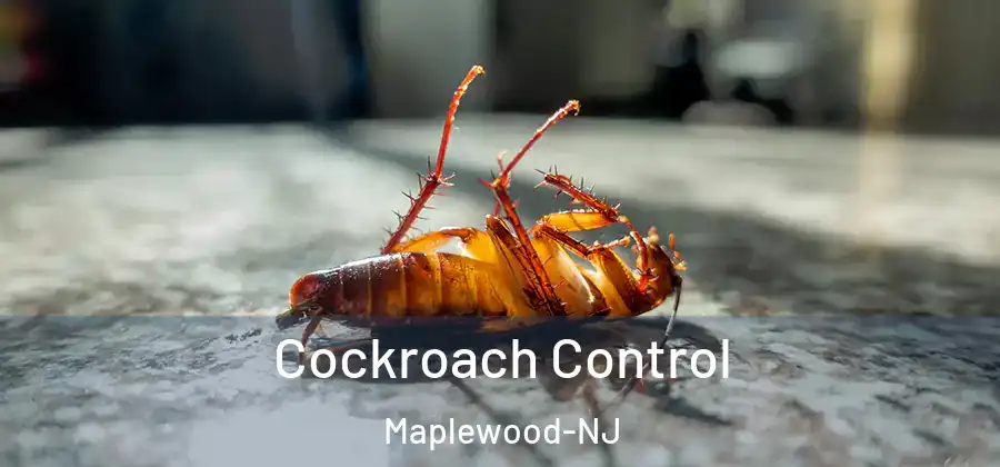 Cockroach Control Maplewood-NJ