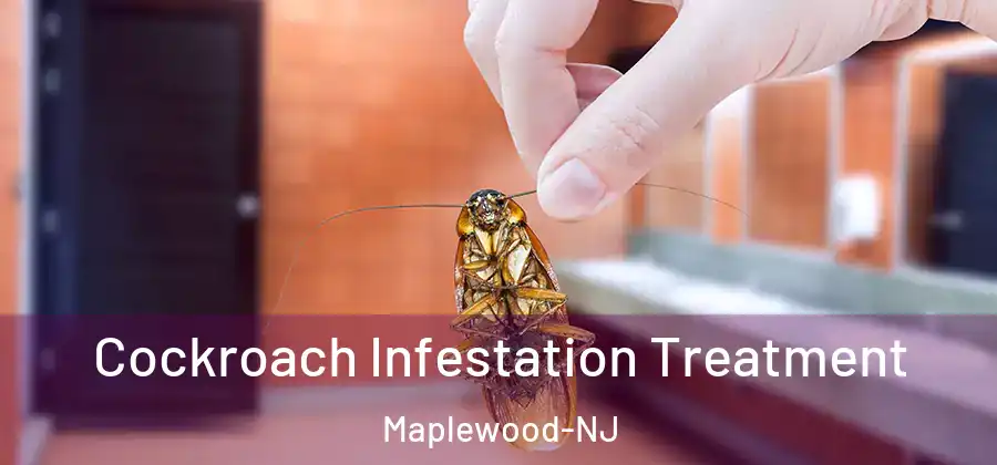 Cockroach Infestation Treatment Maplewood-NJ