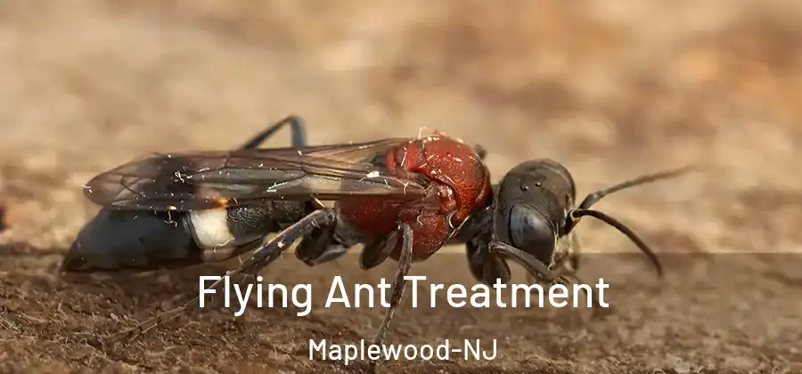 Flying Ant Treatment Maplewood-NJ