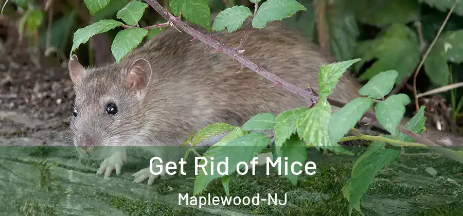 Get Rid of Mice Maplewood-NJ