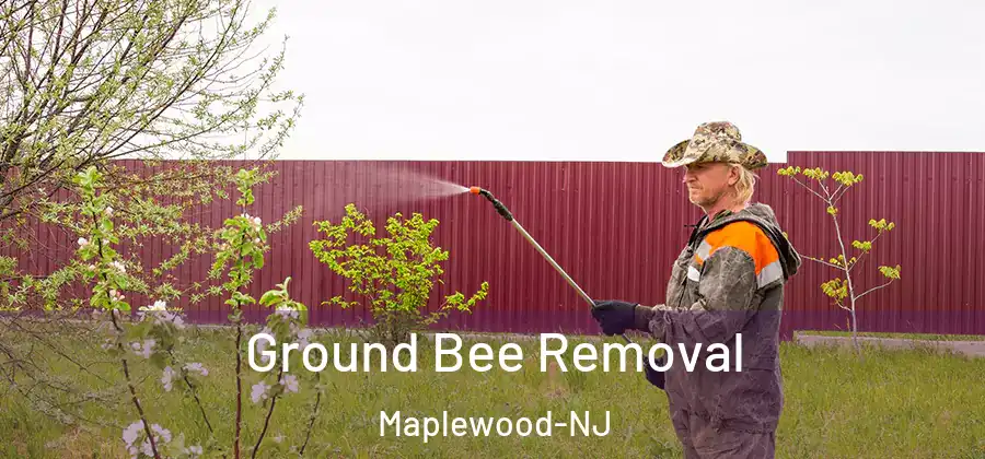 Ground Bee Removal Maplewood-NJ