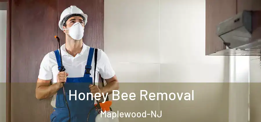 Honey Bee Removal Maplewood-NJ