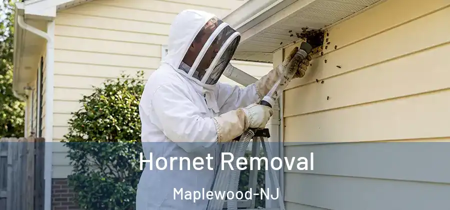 Hornet Removal Maplewood-NJ