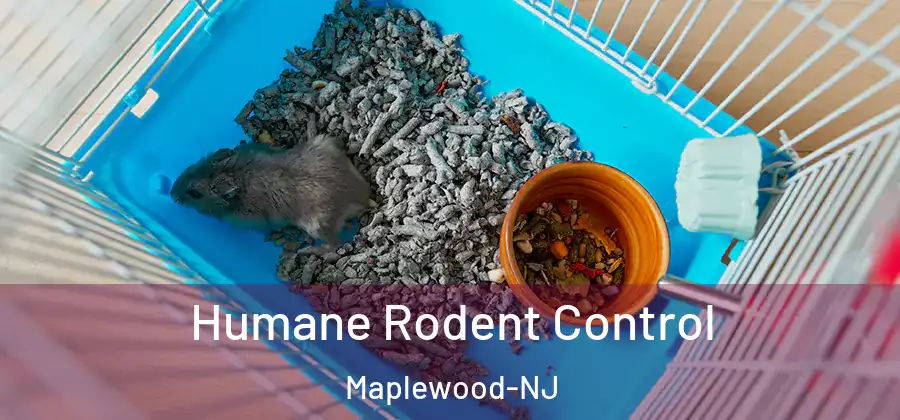 Humane Rodent Control Maplewood-NJ