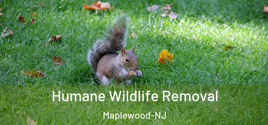 Humane Wildlife Removal Maplewood-NJ