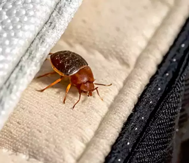 Trusted Bed Bug Prevention Specialists in Maplewood, NJ