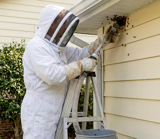 Your Affordable Bee Removal Company in Maplewood, NJ