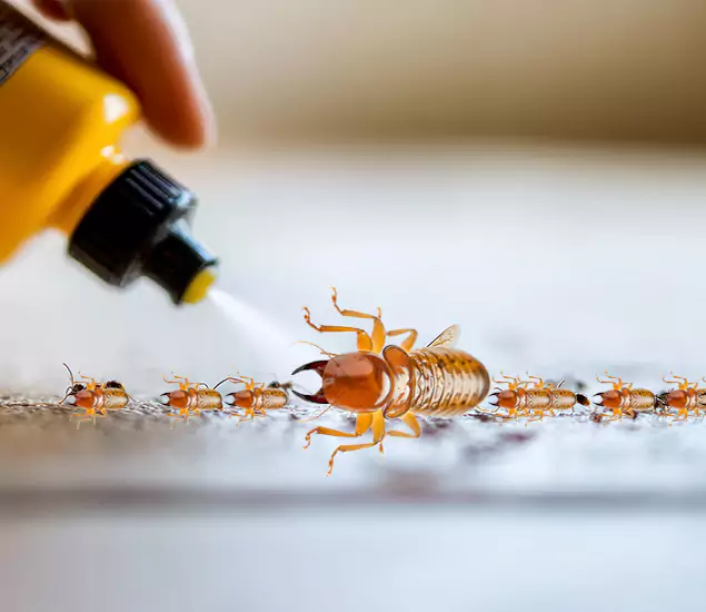 Reliable Bora Care Termite Experts in Maplewood, NJ