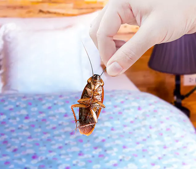 Expert Roach Control Services: Your Cockroach Pest Control in Maplewood, NJ
