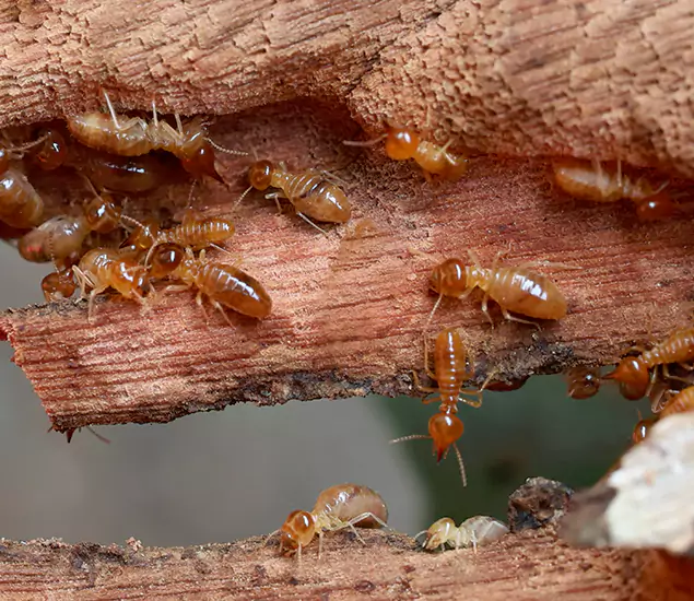 About Our Drywood Termite Treatment Experts in Maplewood, NJ