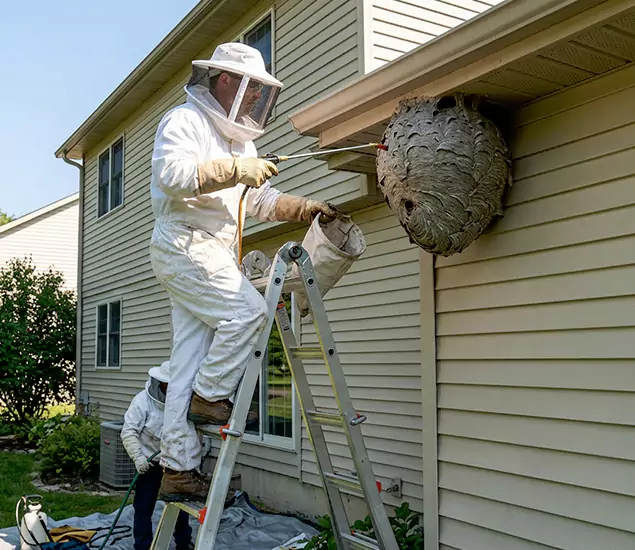 Expert Wasp Nest Removal: Your Local Wasp Nest Removal Company in Maplewood, NJ
