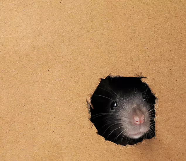 Rats in Attic Removal Experts in Maplewood, NJ