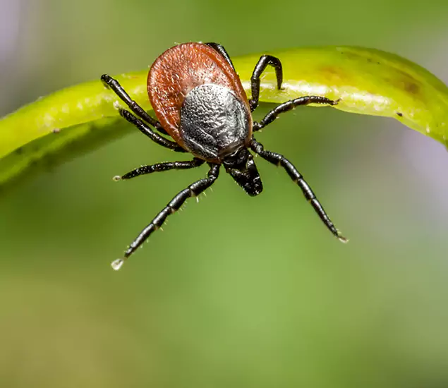 Your Trusted Tick Pest Control in Maplewood, NJ