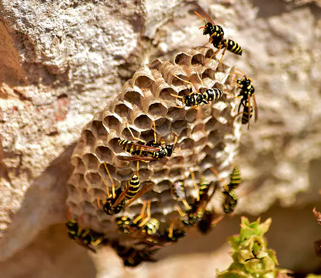 Your Best Wasp Removal Company in Maplewood, NJ