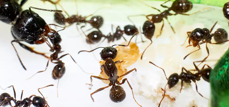 Argentine Ant Barrier Treatment in Maplewood