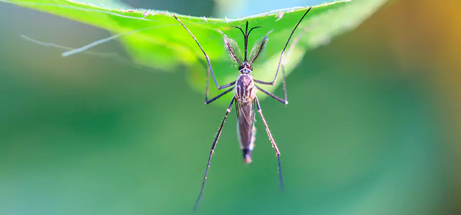 Natural Mosquito Spray for Yard in Maplewood