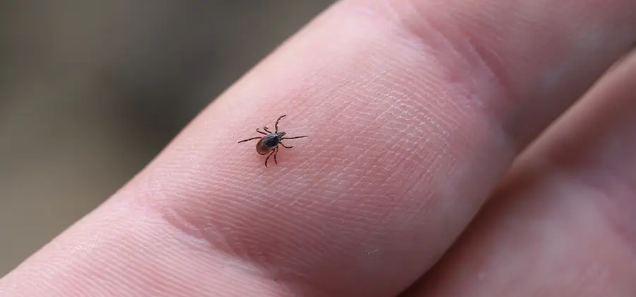 Infection Prevention for Bed Bug Bites in Maplewood