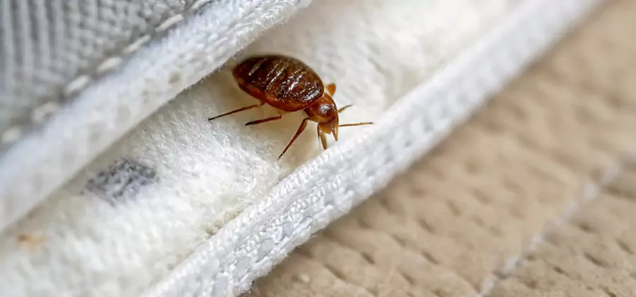 Tenting Bed Bug Fumigation in Maplewood