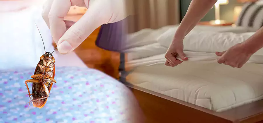 Bed Bug Home Extermination Service in Maplewood