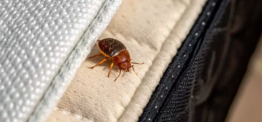 Commercial Bed Bug Control in Maplewood