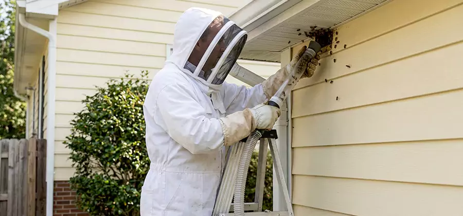 Ground Bee Removal in Maplewood