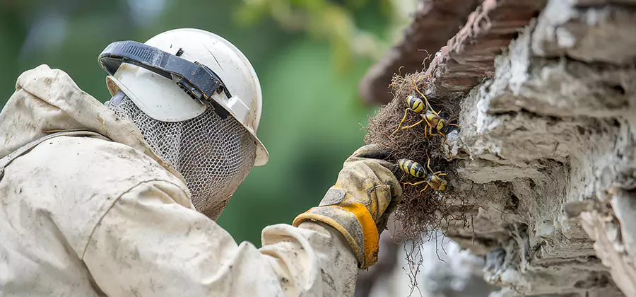 Bee and Wasp Hornet Removal in Maplewood
