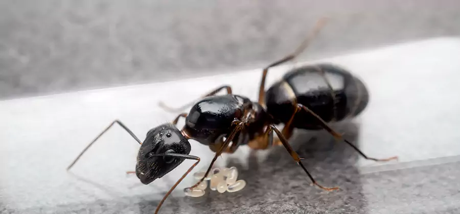 Black Ants in Kitchen Elimination in Maplewood