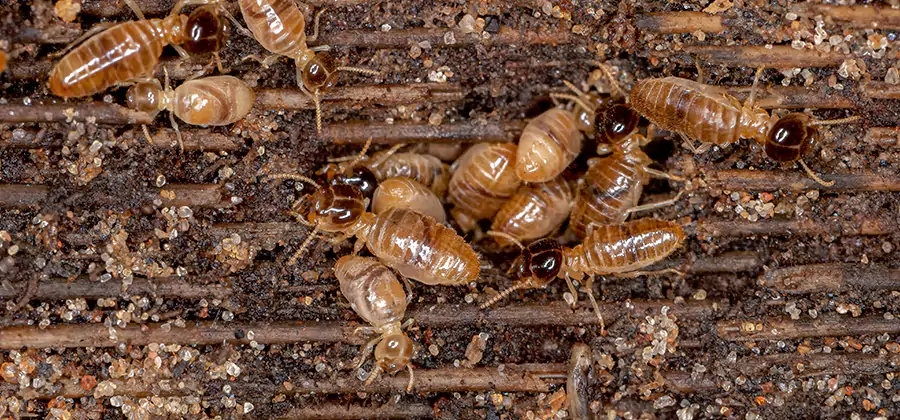 Bora Care Residential Termite Control in Maplewood