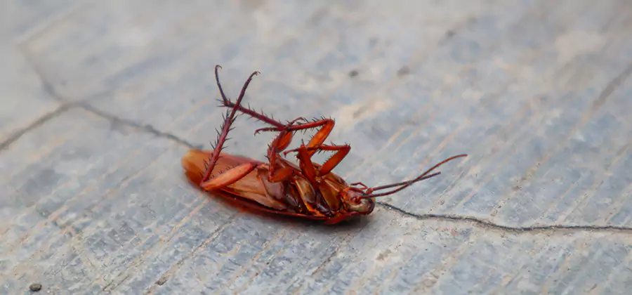 Cockroach Eradication for Commercial Properties in Maplewood