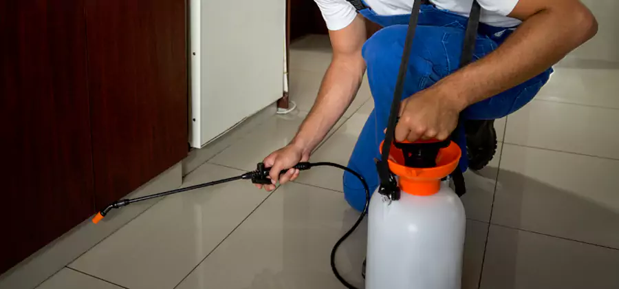 Palmetto Bug Exterminator in Maplewood