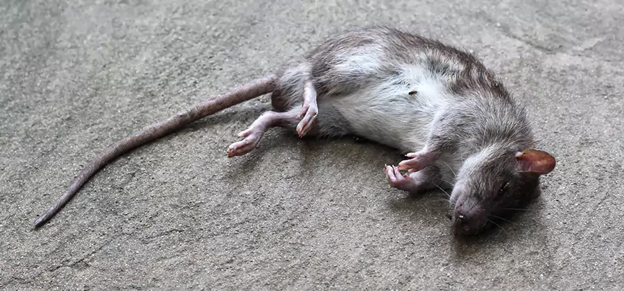 Dead Rat Disposal in Maplewood