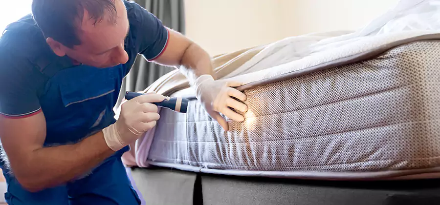 24 Hour Bed Bug Pest Control in Maplewood