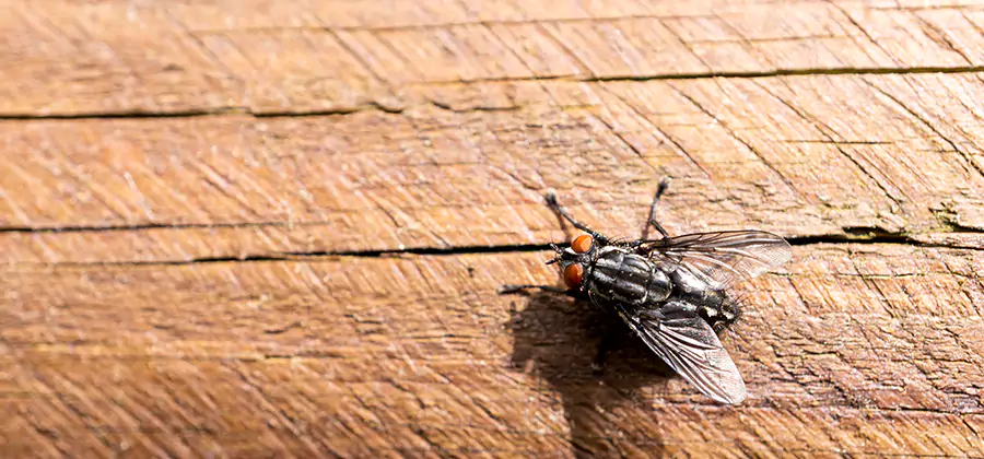 Flying Ant Barrier Treatment in Maplewood