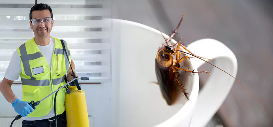 German Roach Infestation Treatment Maplewood