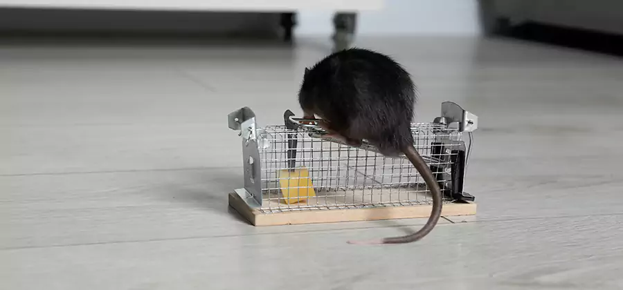 Mice in Attic Removal Maplewood