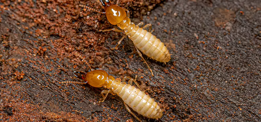 Structural Heat Termite Treatment in Maplewood