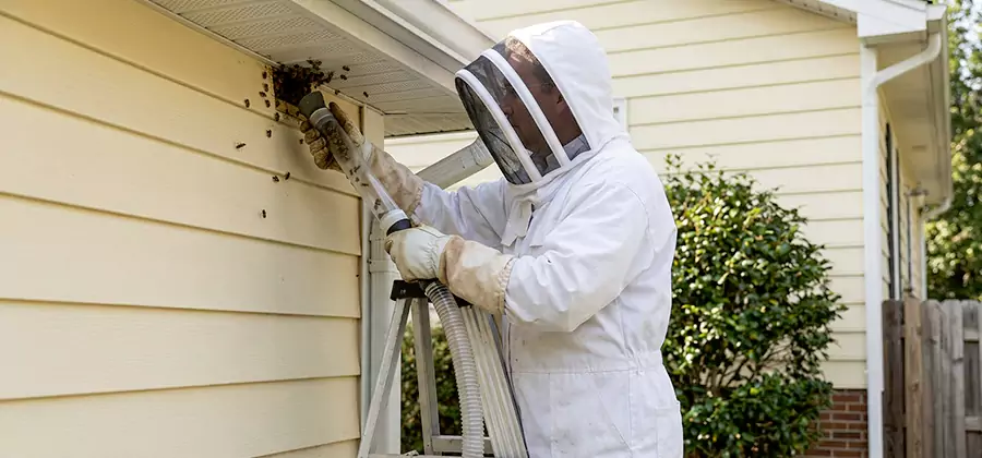 Wasp Nest in Wall Removal in Maplewood