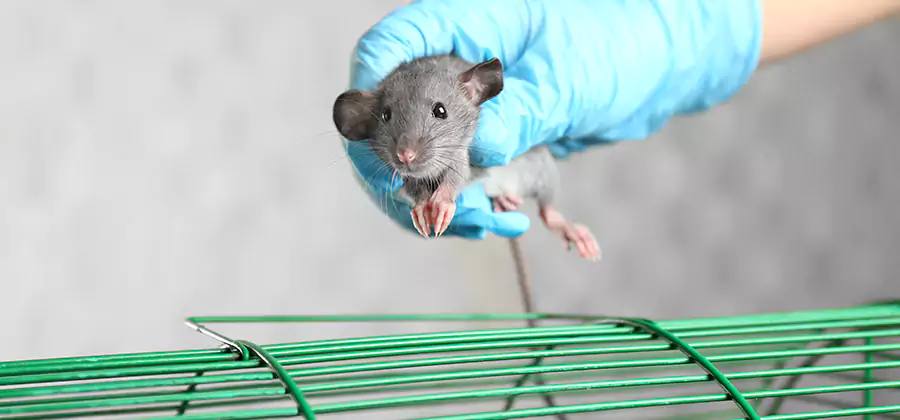 Humane Rat Trapping in Maplewood